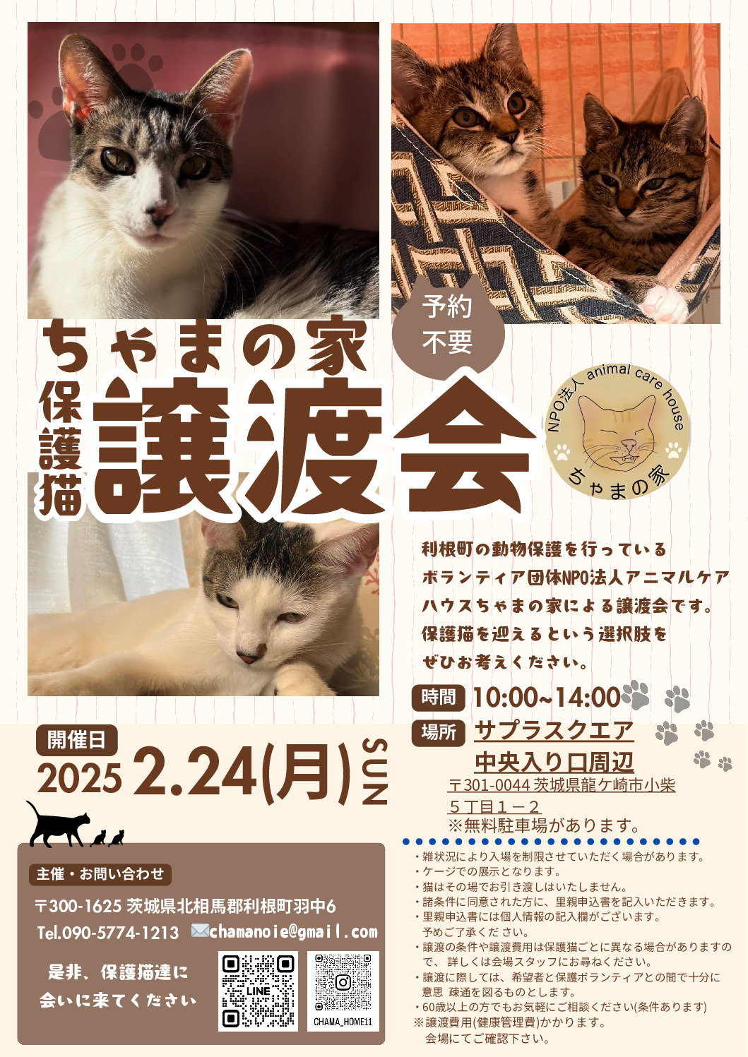 ちゃまの家保護猫譲渡会