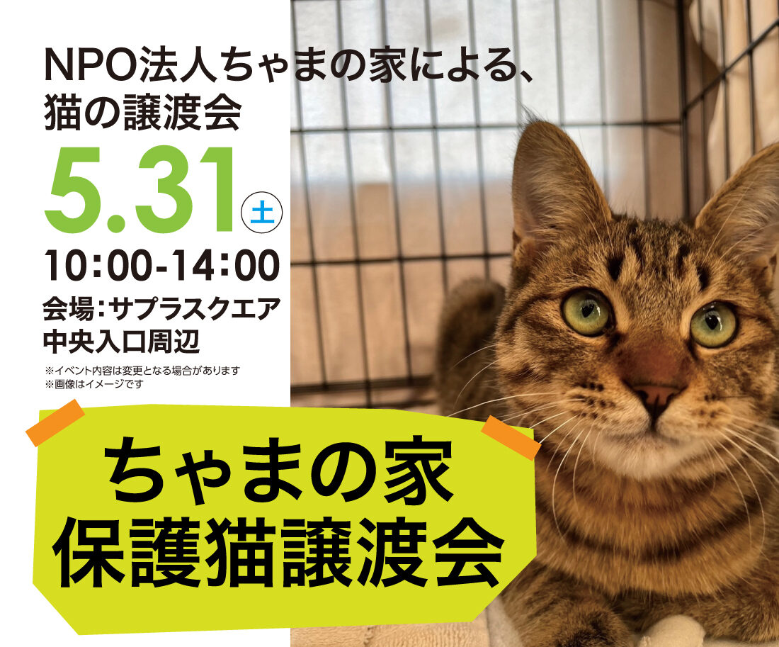 ちゃまの家保護猫譲渡会