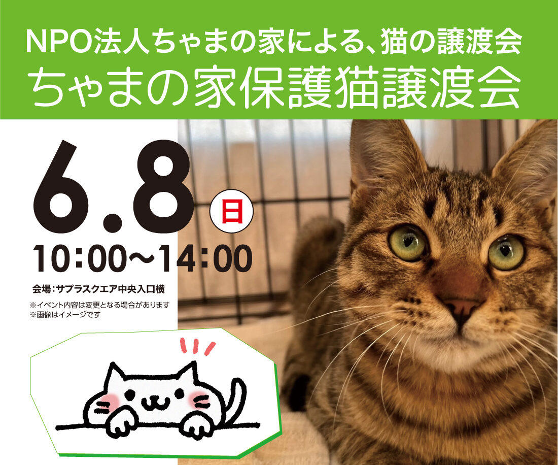 ちゃまの家保護猫譲渡会